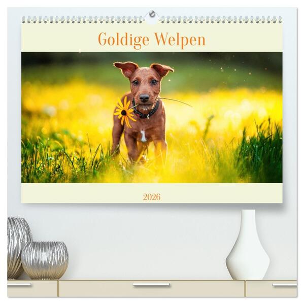 Pfotenblitzers Goldige Welpen (hochwertiger Premium Wandkalender 2026 DIN A2 quer) Kunstdruck in Hochglanz