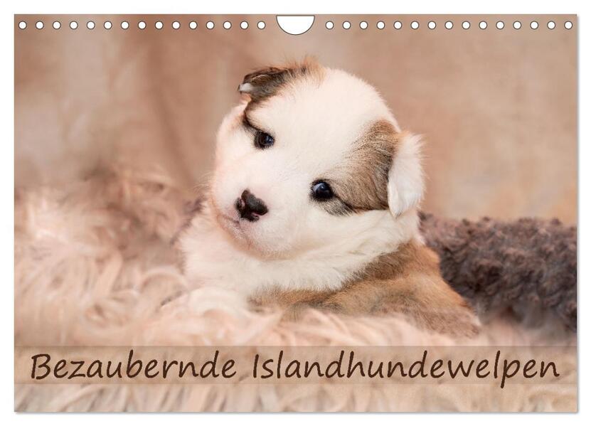 Bezaubernde Islandhundewelpen (Wandkalender 2026 DIN A4 quer) CALVENDO Monatskalender