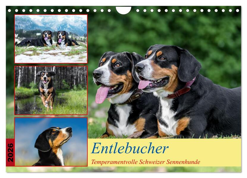 Entlebucher - Temperamentvolle Schweizer Sennenhunde (Wandkalender 2026 DIN A4 quer) CALVENDO Monatskalender