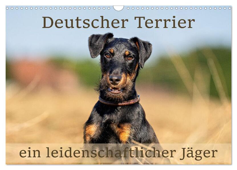 Deutscher Terrier - ein leidenschaftlicher Jäger (Wandkalender 2026 DIN A3 quer) CALVENDO Monatskalender