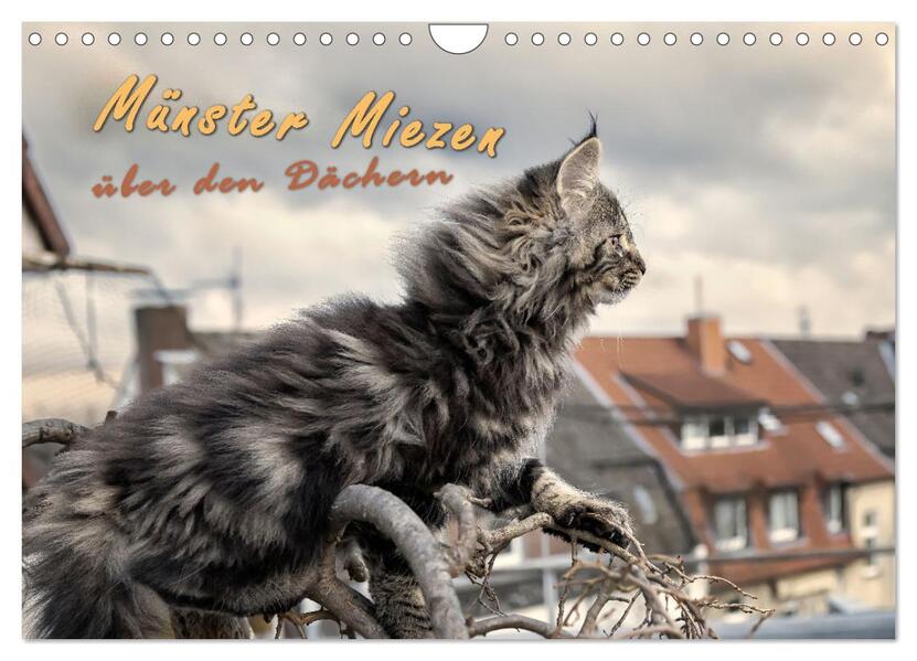 Münster Miezen - über den Dächern (Wandkalender 2026 DIN A4 quer) CALVENDO Monatskalender