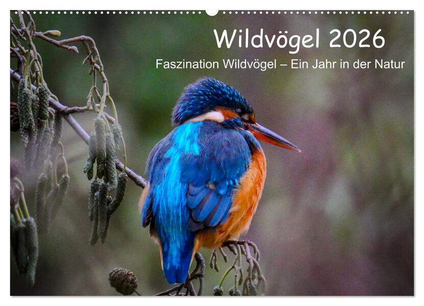 Wildvögel 2026 (Wandkalender 2026 DIN A2 quer) CALVENDO Monatskalender
