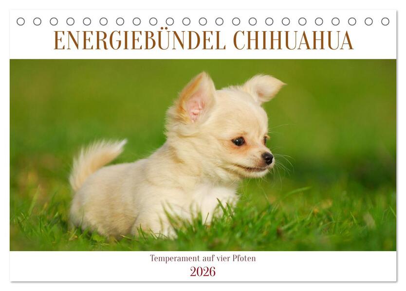 Enegiebündel Chihuahua - Temperament auf vier Pfoten (Tischkalender 2026 DIN A5 quer) CALVENDO Monatskalender