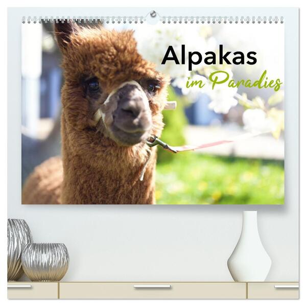 Alpakas im Paradies (hochwertiger Premium Wandkalender 2026 DIN A2 quer) Kunstdruck in Hochglanz