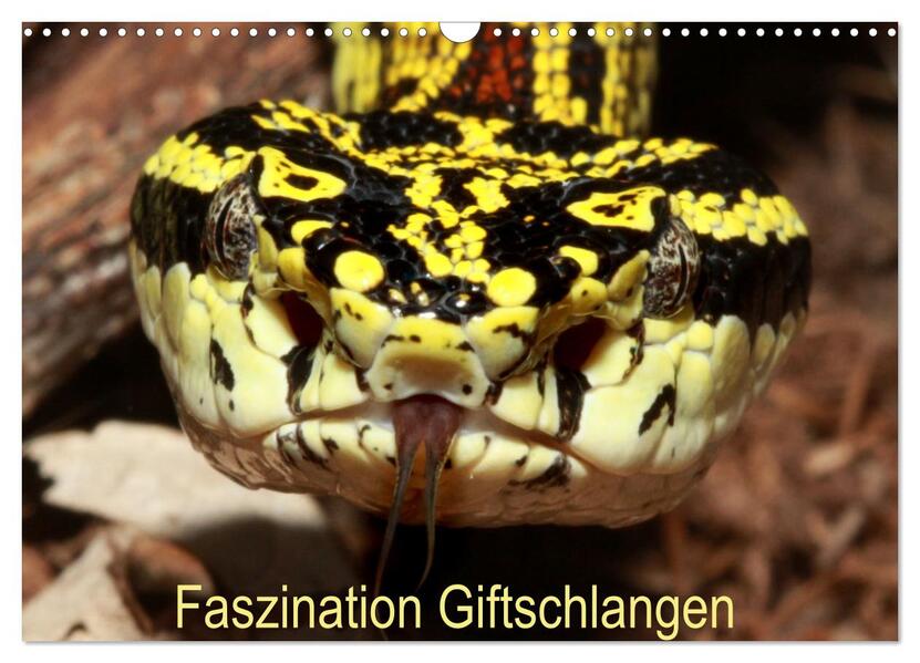 Faszination Giftschlangen (Wandkalender 2026 DIN A3 quer) CALVENDO Monatskalender