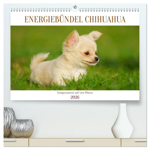 Enegiebündel Chihuahua - Temperament auf vier Pfoten (hochwertiger Premium Wandkalender 2026 DIN A2 quer) Kunstdruck in Hochglanz