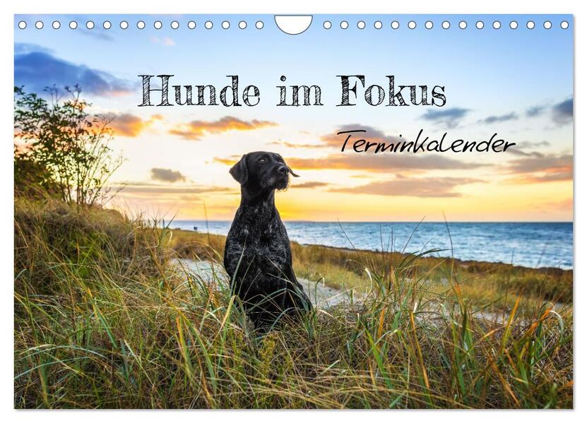 Hunde im Fokus (Wandkalender 2026 DIN A4 quer) CALVENDO Monatskalender