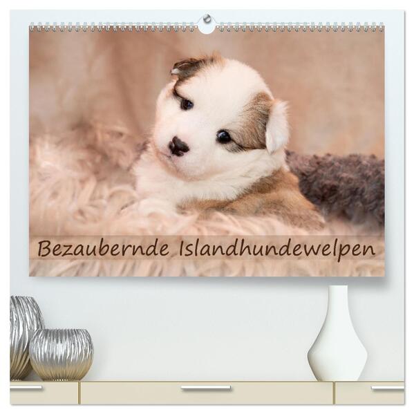 Bezaubernde Islandhundewelpen (hochwertiger Premium Wandkalender 2026 DIN A2 quer) Kunstdruck in Hochglanz