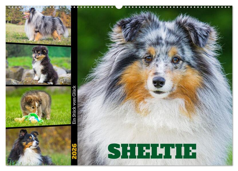 Sheltie - Ein Stück vom Glück (Wandkalender 2026 DIN A2 quer) CALVENDO Monatskalender