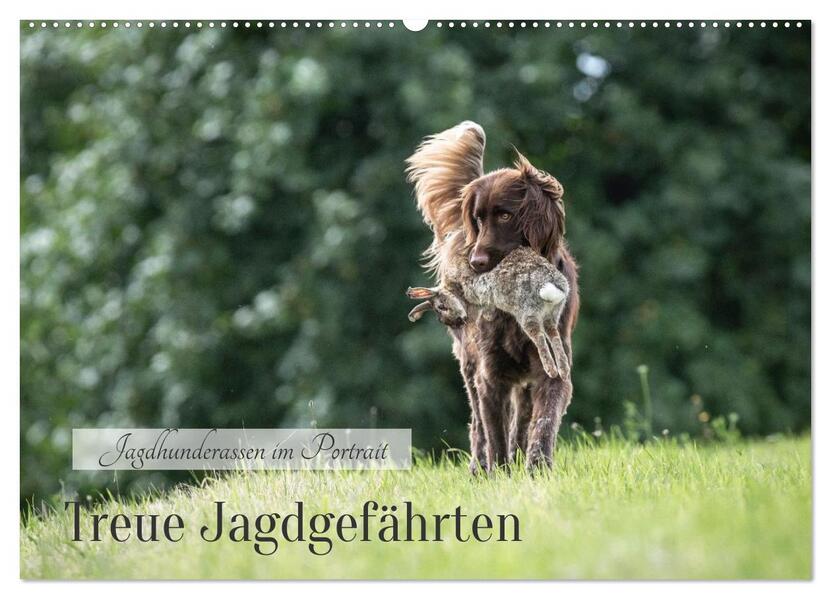 Treue Jagdgefährten - Jagdhunderassen im Portrait (Wandkalender 2026 DIN A2 quer) CALVENDO Monatskalender
