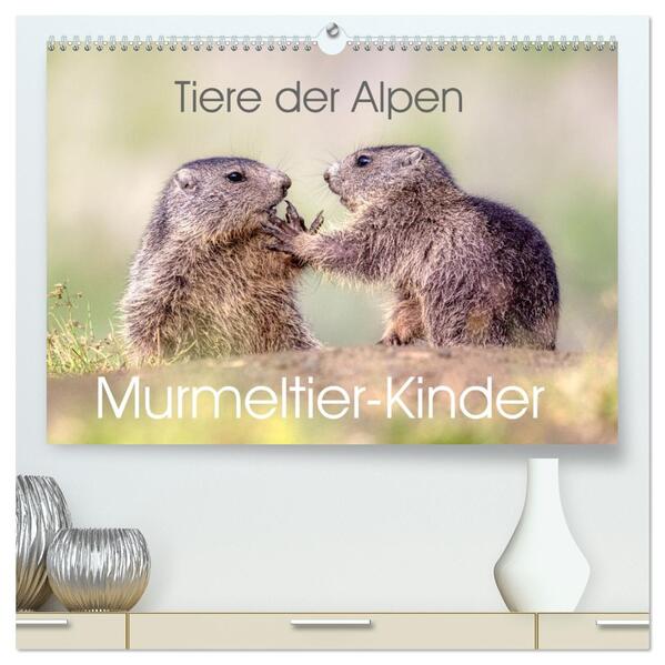 Tiere der Alpen - Murmeltier-Kinder (hochwertiger Premium Wandkalender 2026 DIN A2 quer) Kunstdruck in Hochglanz
