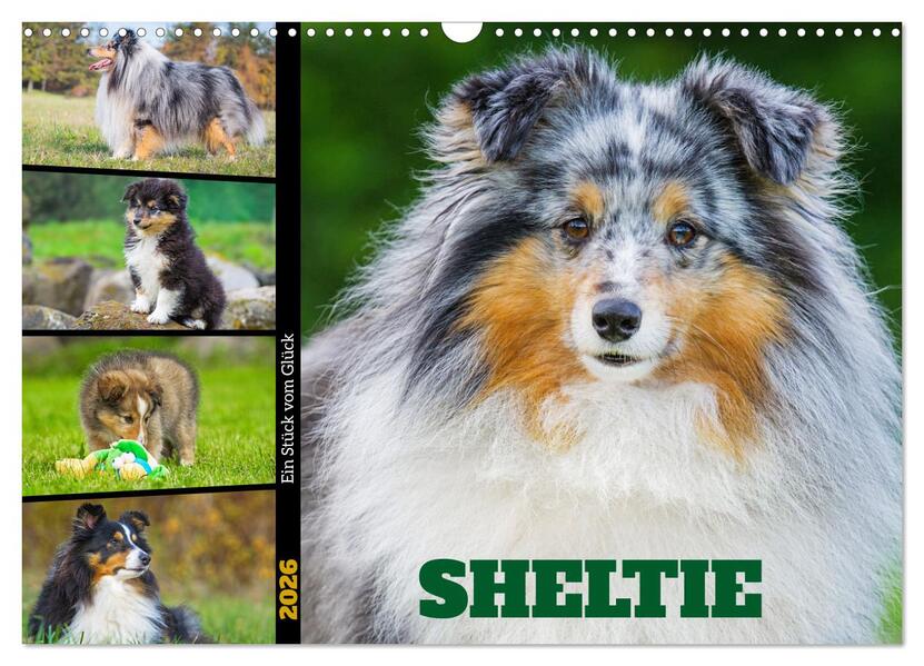 Sheltie - Ein Stück vom Glück (Wandkalender 2026 DIN A3 quer) CALVENDO Monatskalender