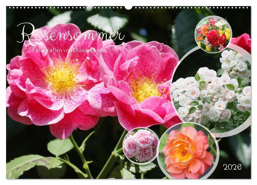 Rosensommer (Wandkalender 2026 DIN A2 quer) CALVENDO Monatskalender