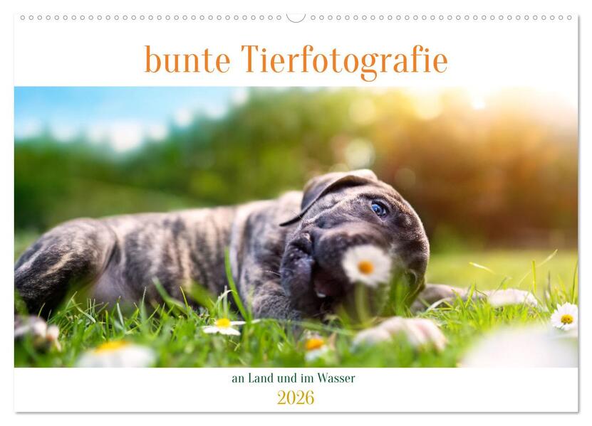 bunte Tierfotografie an Land und im Wasser (Wandkalender 2026 DIN A2 quer) CALVENDO Monatskalender