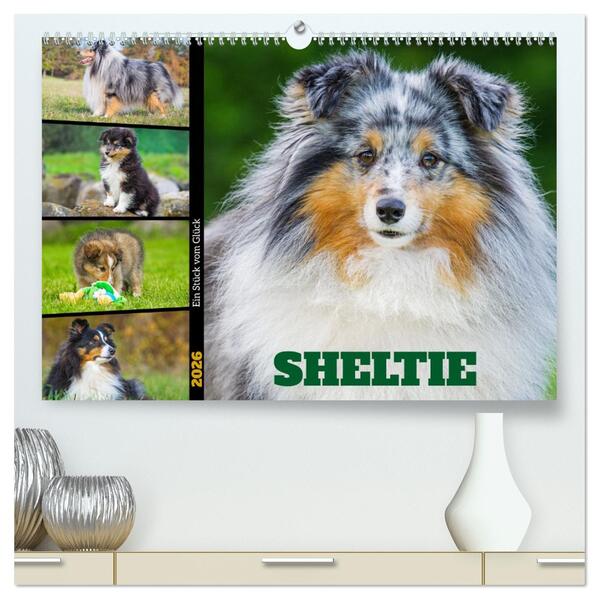 Sheltie - Ein Stück vom Glück (hochwertiger Premium Wandkalender 2026 DIN A2 quer) Kunstdruck in Hochglanz