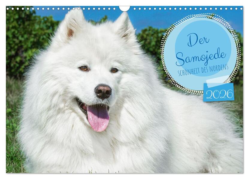 Der Samojede - Schönheit des Nordens (Wandkalender 2026 DIN A3 quer) CALVENDO Monatskalender