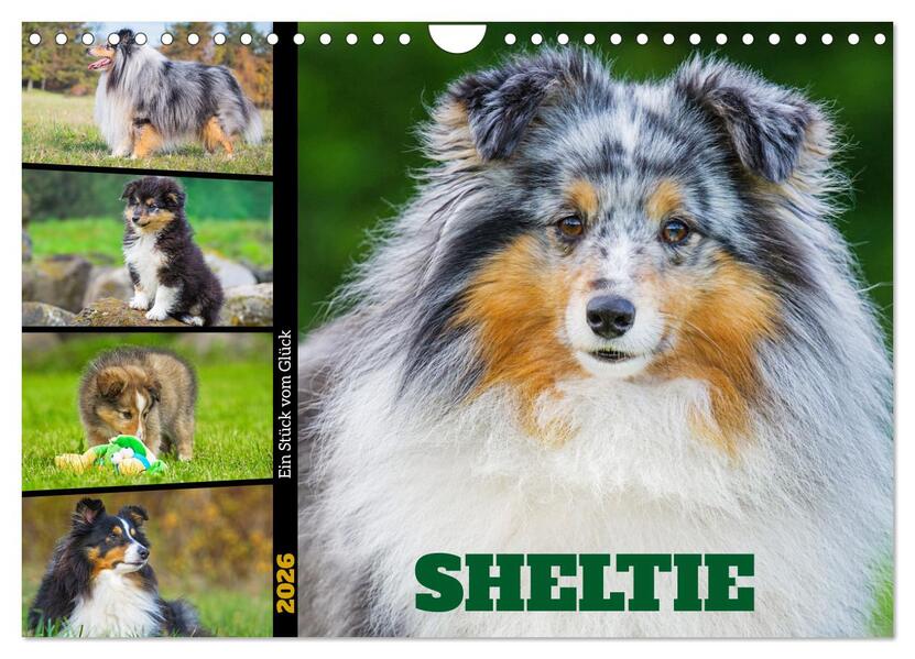 Sheltie - Ein Stück vom Glück (Wandkalender 2026 DIN A4 quer) CALVENDO Monatskalender