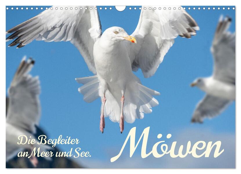 Möwen die Begleiter an Meer und See (Wandkalender 2026 DIN A3 quer) CALVENDO Monatskalender