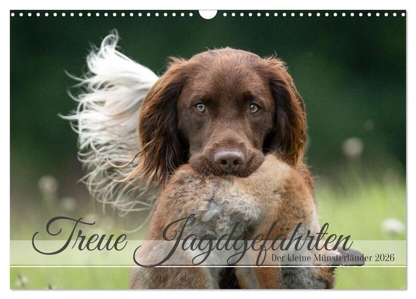 Treue Jagdgefährten Der kleine Münsterländer (Wandkalender 2026 DIN A3 quer) CALVENDO Monatskalender