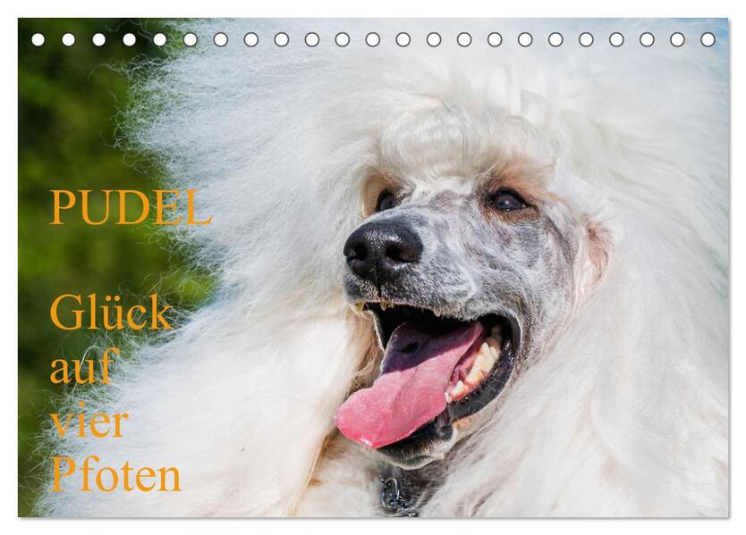 Pudel - Glück auf vier Pfoten (Tischkalender 2026 DIN A5 quer) CALVENDO Monatskalender