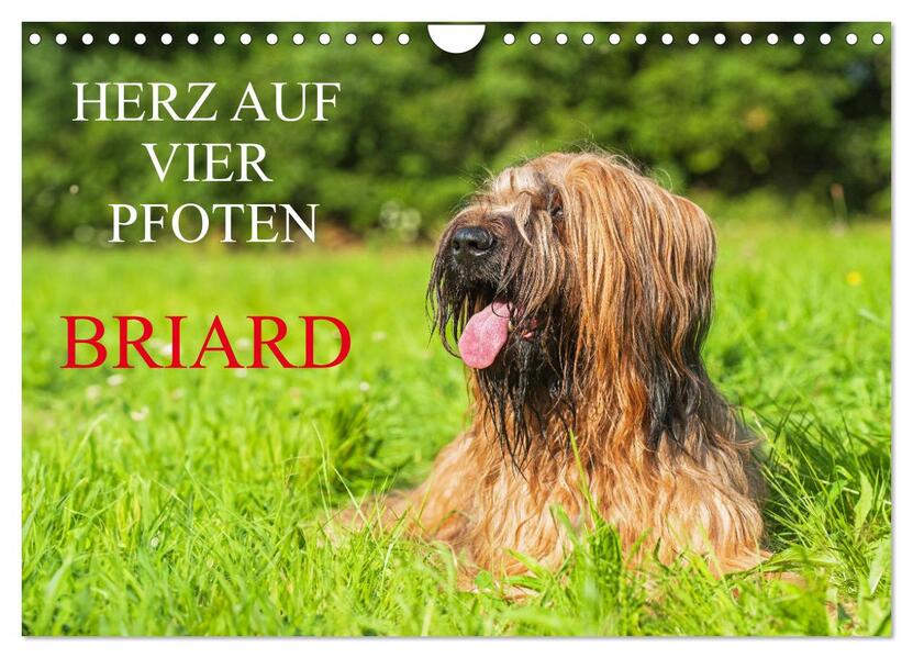 Herz auf vier Pfoten - Briard (Wandkalender 2026 DIN A4 quer) CALVENDO Monatskalender