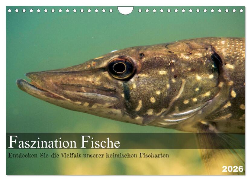 Faszination Fische (Wandkalender 2026 DIN A4 quer) CALVENDO Monatskalender