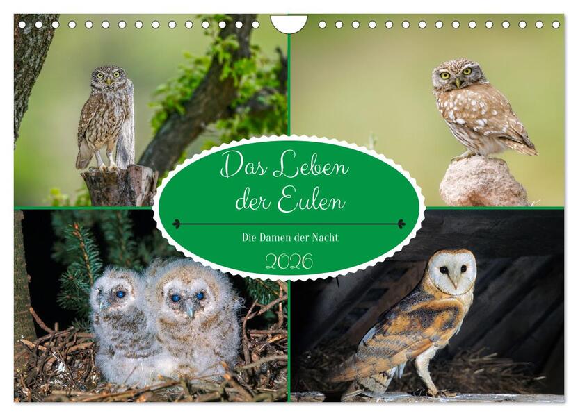Das Leben der Eulen die Damen der Nacht (Wandkalender 2026 DIN A4 quer) CALVENDO Monatskalender