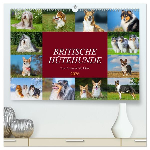 Britische Hütehunde - Treue Freunde auf vier Pfoten (hochwertiger Premium Wandkalender 2026 DIN A2 quer) Kunstdruck in Hochglanz