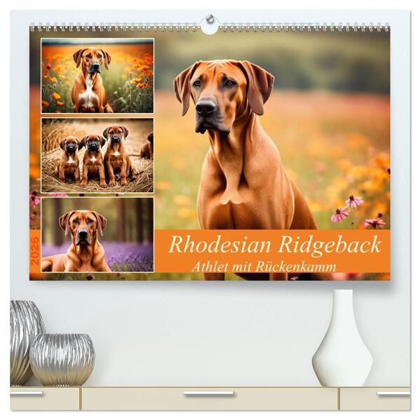 Rhodesian Ridgeback - Athlet mit Rückenkamm (hochwertiger Premium Wandkalender 2026 DIN A2 quer) Kunstdruck in Hochglanz