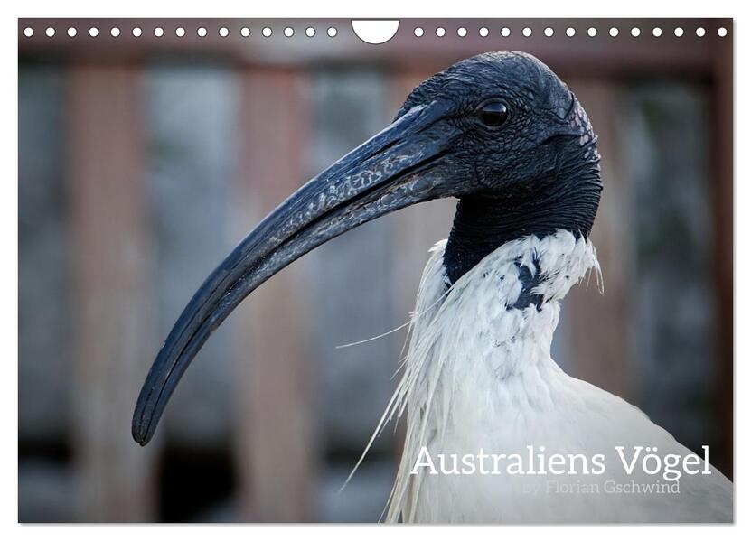 Australiens Vögel (Wandkalender 2026 DIN A4 quer) CALVENDO Monatskalender