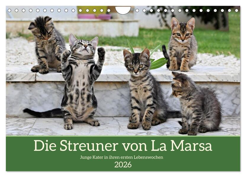 Die Streuner von La Marsa (Wandkalender 2026 DIN A4 quer) CALVENDO Monatskalender