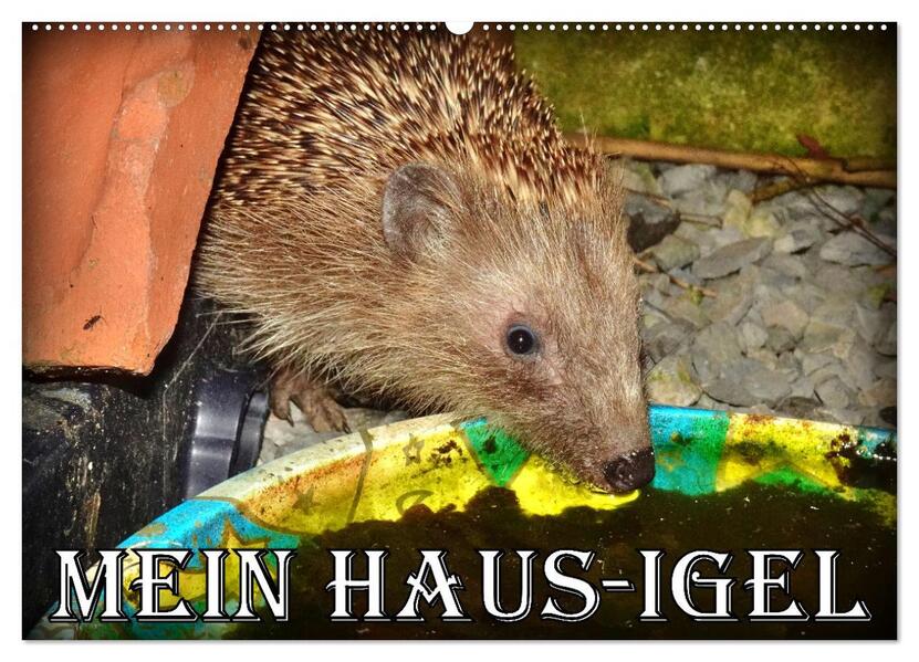 Mein Haus-Igel (Wandkalender 2026 DIN A2 quer) CALVENDO Monatskalender