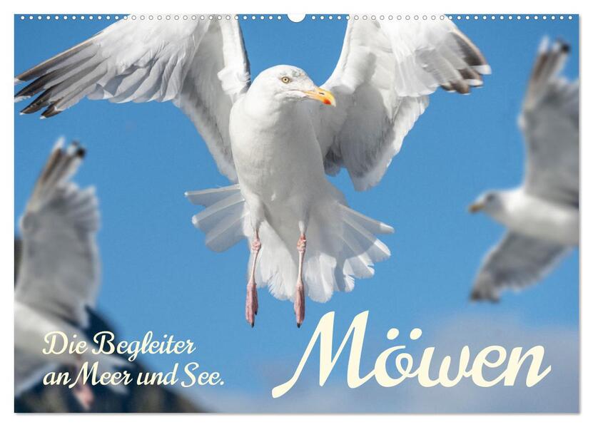 Möwen die Begleiter an Meer und See (Wandkalender 2026 DIN A2 quer) CALVENDO Monatskalender