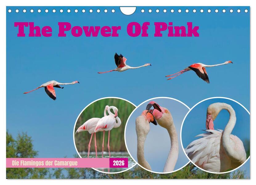 The Power Of Pink (Wandkalender 2026 DIN A4 quer) CALVENDO Monatskalender