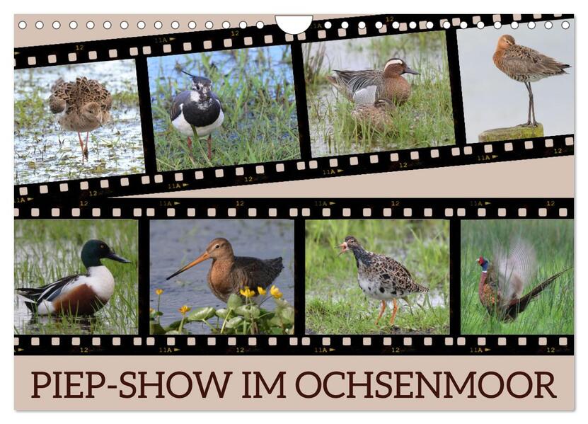 PIEP-SHOW im Ochsenmoor (Wandkalender 2026 DIN A4 quer) CALVENDO Monatskalender