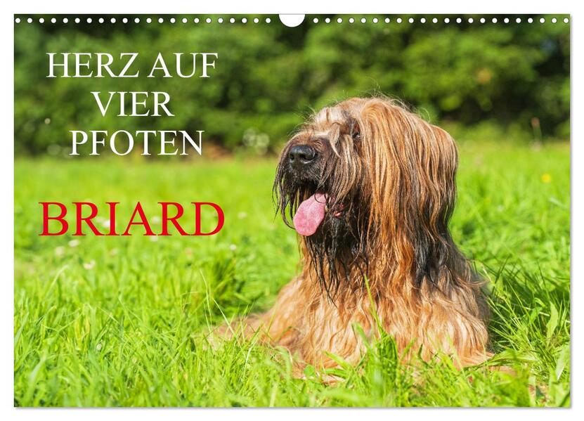 Herz auf vier Pfoten - Briard (Wandkalender 2026 DIN A3 quer) CALVENDO Monatskalender