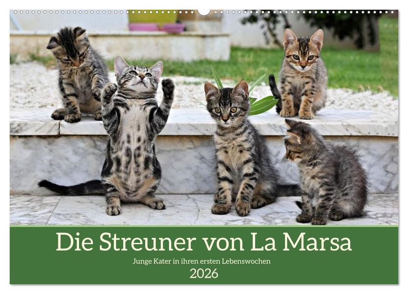 Die Streuner von La Marsa (Wandkalender 2026 DIN A2 quer) CALVENDO Monatskalender