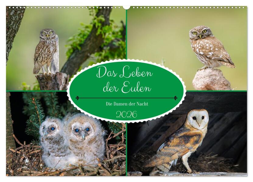Das Leben der Eulen die Damen der Nacht (Wandkalender 2026 DIN A2 quer) CALVENDO Monatskalender