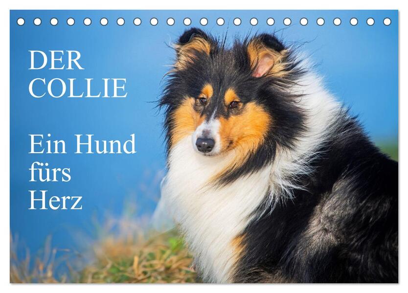 Der Collie - ein Hund fürs Herz (Tischkalender 2026 DIN A5 quer) CALVENDO Monatskalender