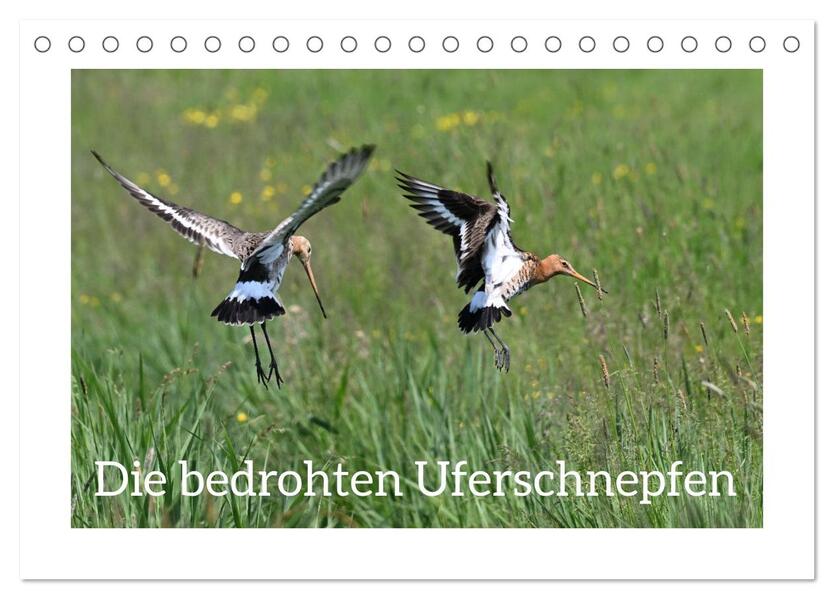 Die bedrohten Uferschnepfen (Tischkalender 2026 DIN A5 quer) CALVENDO Monatskalender