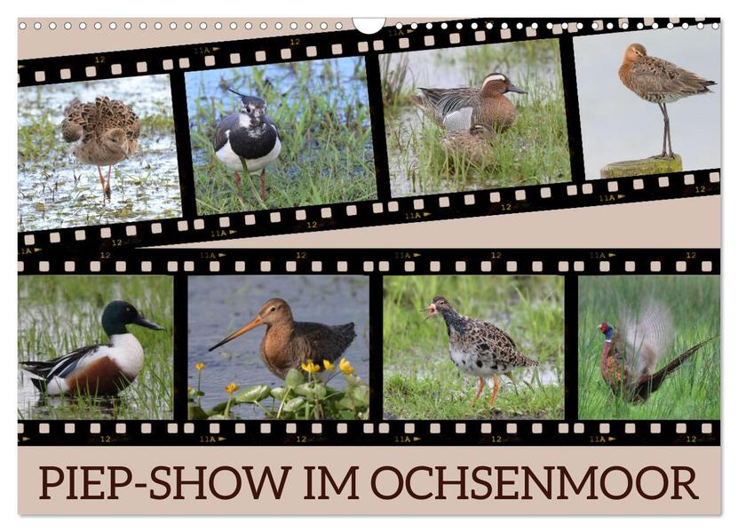 PIEP-SHOW im Ochsenmoor (Wandkalender 2026 DIN A3 quer) CALVENDO Monatskalender
