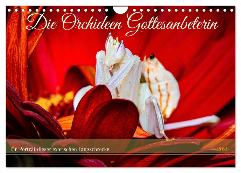 Die Orchideen Gottesanbeterin (Wandkalender 2026 DIN A4 quer) CALVENDO Monatskalender
