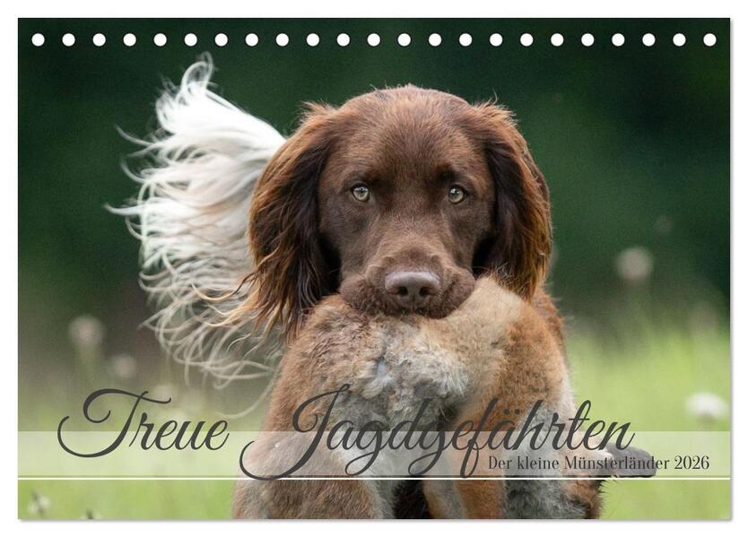 Treue Jagdgefährten Der kleine Münsterländer (Tischkalender 2026 DIN A5 quer) CALVENDO Monatskalender