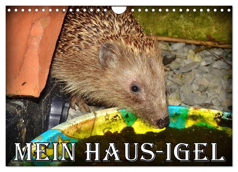 Mein Haus-Igel (Wandkalender 2026 DIN A4 quer) CALVENDO Monatskalender
