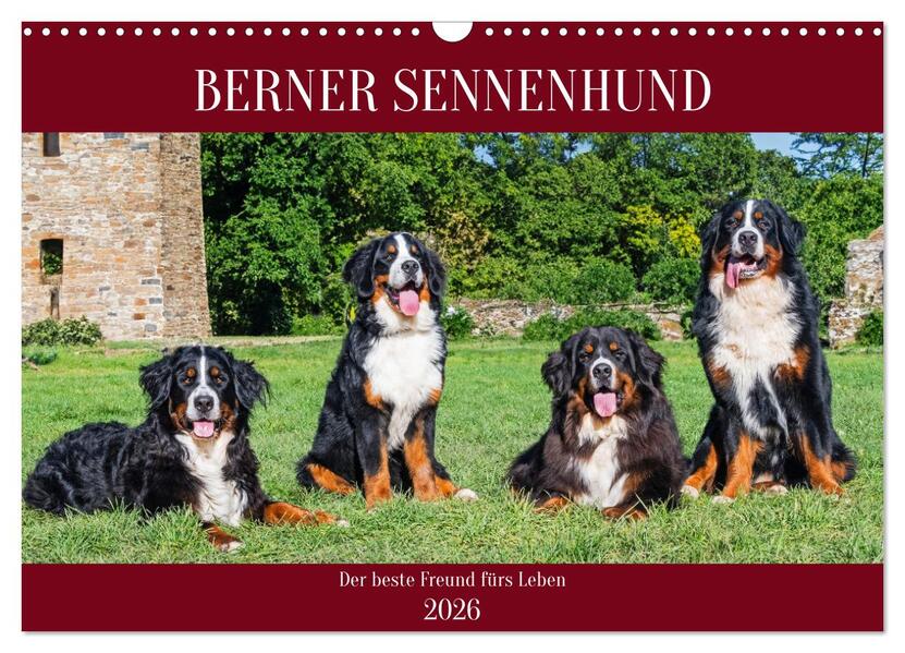 Berner Sennenhund - Der beste Freund fürs Leben (Wandkalender 2026 DIN A3 quer) CALVENDO Monatskalender