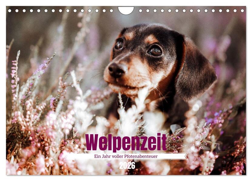 Welpenzeit - Ein Jahr voller spannender Pfotenabenteuer (Wandkalender 2026 DIN A4 quer) CALVENDO Monatskalender