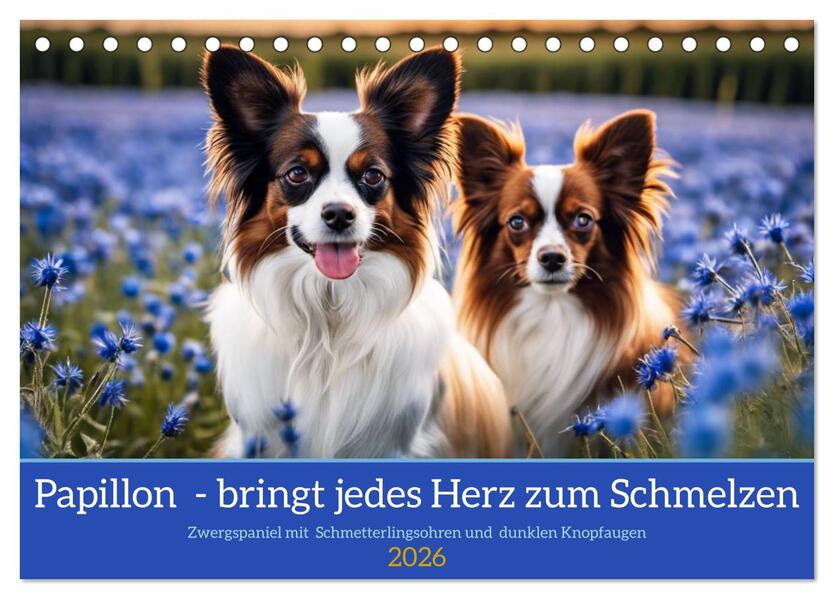Papillon - bringt jedes Herz zum Schmelzen (Tischkalender 2026 DIN A5 quer) CALVENDO Monatskalender