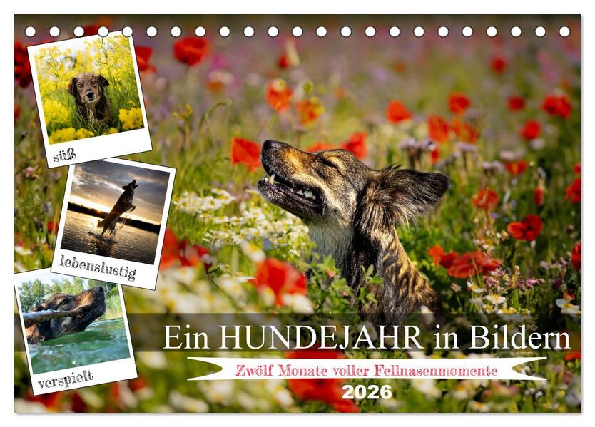Ein Hundejahr in Bildern (Tischkalender 2026 DIN A5 quer) CALVENDO Monatskalender