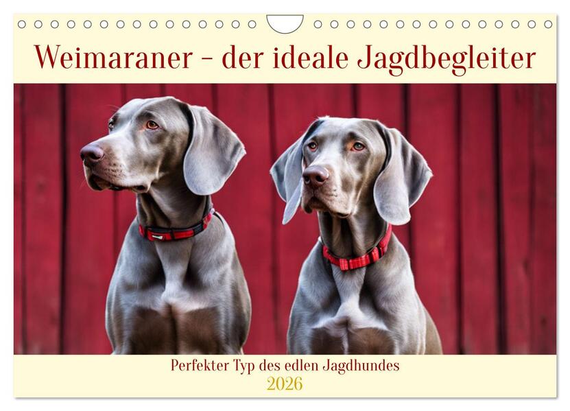 Weimaraner - der ideale Jagdbegleiter (Wandkalender 2026 DIN A4 quer) CALVENDO Monatskalender