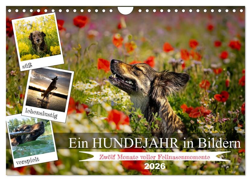 Ein Hundejahr in Bildern (Wandkalender 2026 DIN A4 quer) CALVENDO Monatskalender